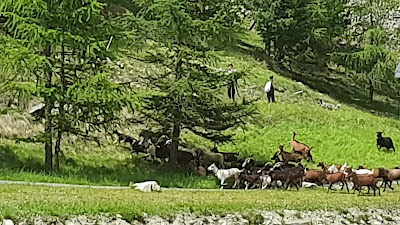 Campeggio Letizia