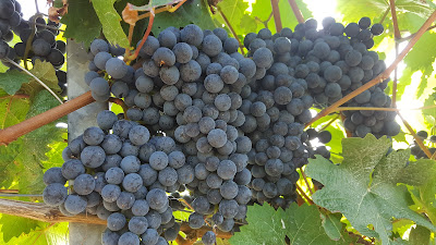 Weinwanderweg Ipsheim