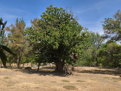 Area Recreativa Los Castaños