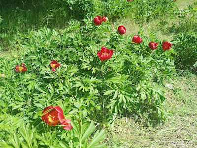 Rezervatia de bujori Enisala