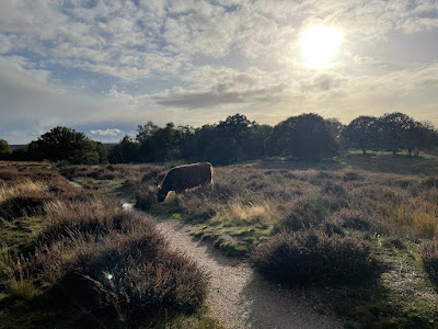 Wandelroute Mookerheide