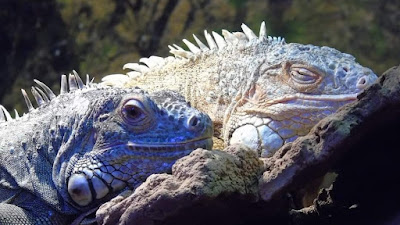 Iguana reptile Zoo