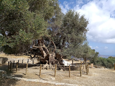 Monumental Olive Tree of Azorias (Kavousi)