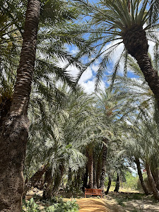 Palmeral de Santiago y Zaraíche