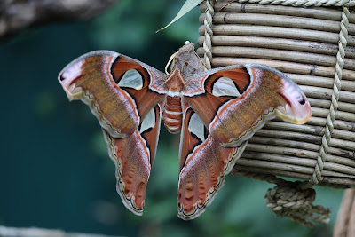 Vlindersafari