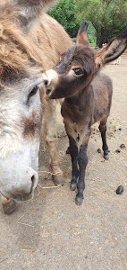 Donkey Park Maltatal