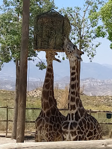 Reserva Zoológica MiniHollywood Oasys
