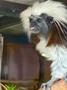 Alameda Wildlife Park
