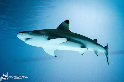 Aquarium | Pula