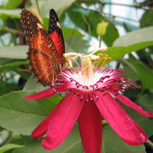 Allgäu Schmetterling- Experience