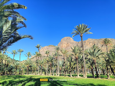 Palmeral de Orihuela