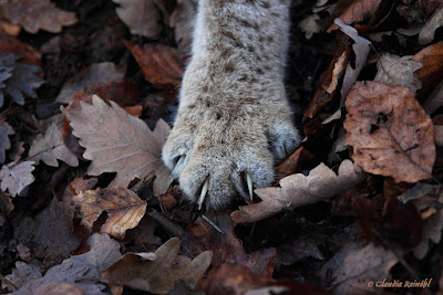 Wildpark Pforzheim