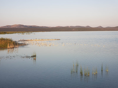 Nature Park Vrana Lake - ornithological reserve
