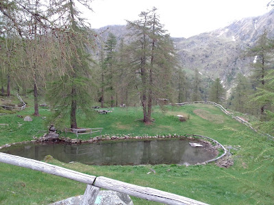 Lariceto di Casapinello
