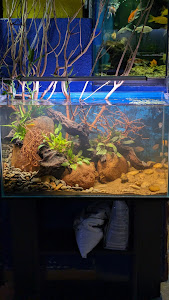 Fauna Flor (La casa de los peces)