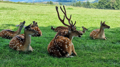 Tierpark Altenfelden