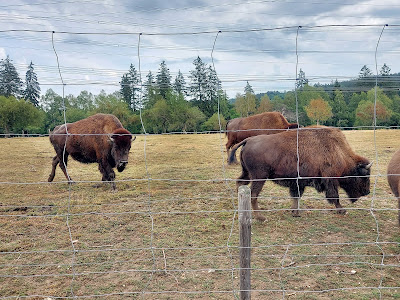 Hochwildschutzpark Hunsrück
