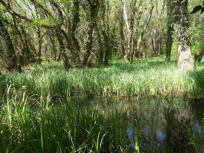 Rezervația naturală Baltata