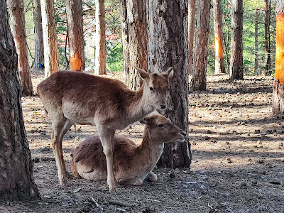 Hadzhidimovo Petting Zoo