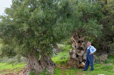 Vassilakis Estate - Olive Tour Crete