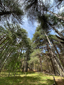 I Giganti della Sila e Casino Mollo