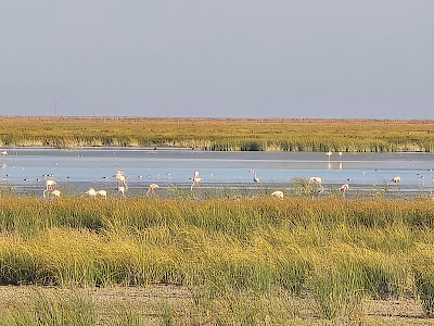 Parcul Național Doñana