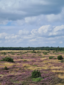 Tofteskovtårnet