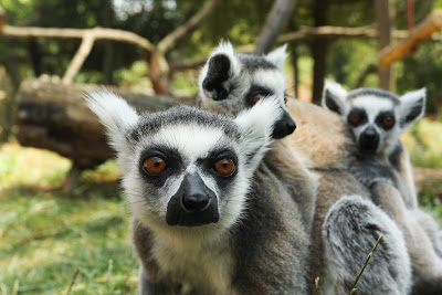 Zájezd Zoo
