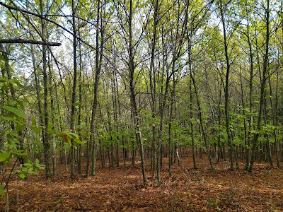Sendero de los Castañares