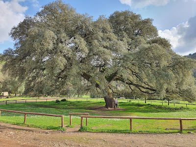 Área Recreativa "Chaparro de la Vega"