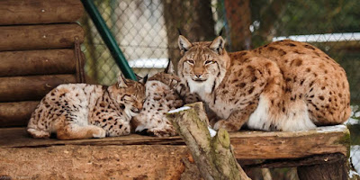 Bayerwald-Tierpark Lohberg