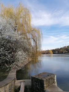 Hamerský rybník
