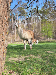 Diana és Zoltán Horgásztó és Pihenőpark