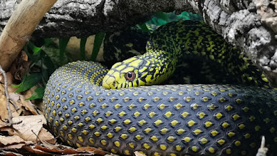 Snakeroom Serpentarium