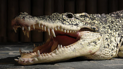 Krokodýlí a želví ZOO Praha