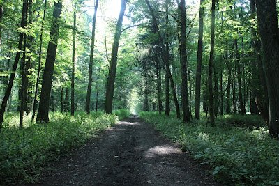 Białowieża National Park