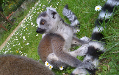 Gettorf Zoo