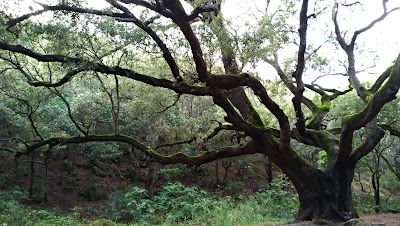 Monte Arci, area picnic Sa Miza de sa Figu