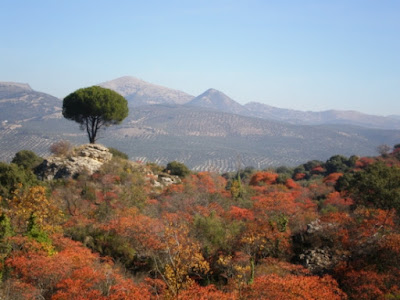 Ruta de los Zumaques