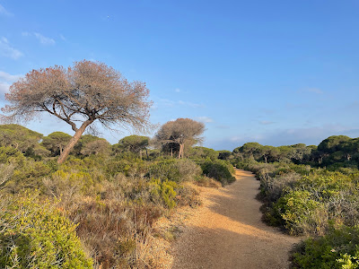 Pinar de la Barrosa