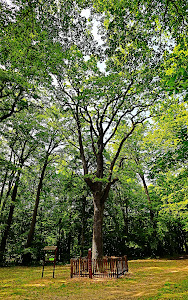 Tripammer tree