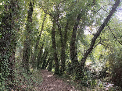 Bosque de las Letras