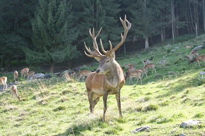 Alpen Wildpark Feld am See
