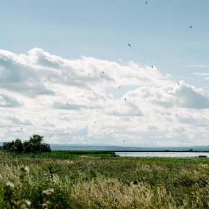 Parcul Național Neusiedler See – Seewinkel