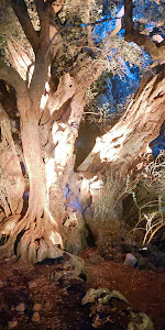 The Great Grampa - Millennial Wild Olive Tree