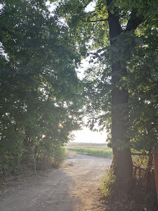 Ruta de Paseo de Los Plátanos