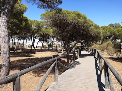 Pinares De Rota