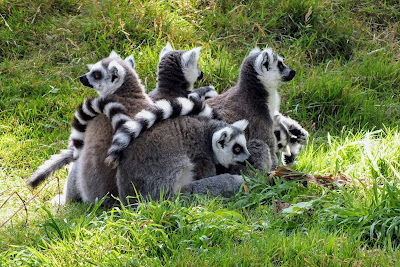 Hoenderdaell Zoo