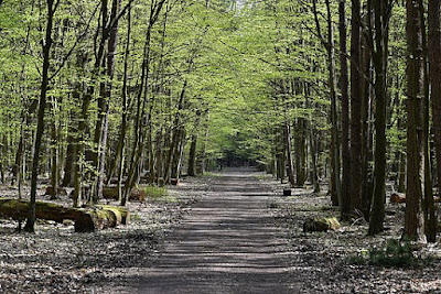 Kabaty Woods