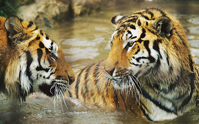 Gyöngyösi Zoo Catering and Leisure Park Ltd.